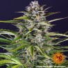 GORILLA ZKITTLEZ AUTO · Barneys Farm · kenevir tohum · Disi · AutoFem