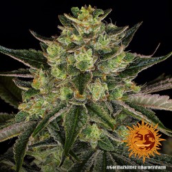 GORILLA ZKITTLEZ · Barneys Farm · kenevir tohum - Disi  · Fem