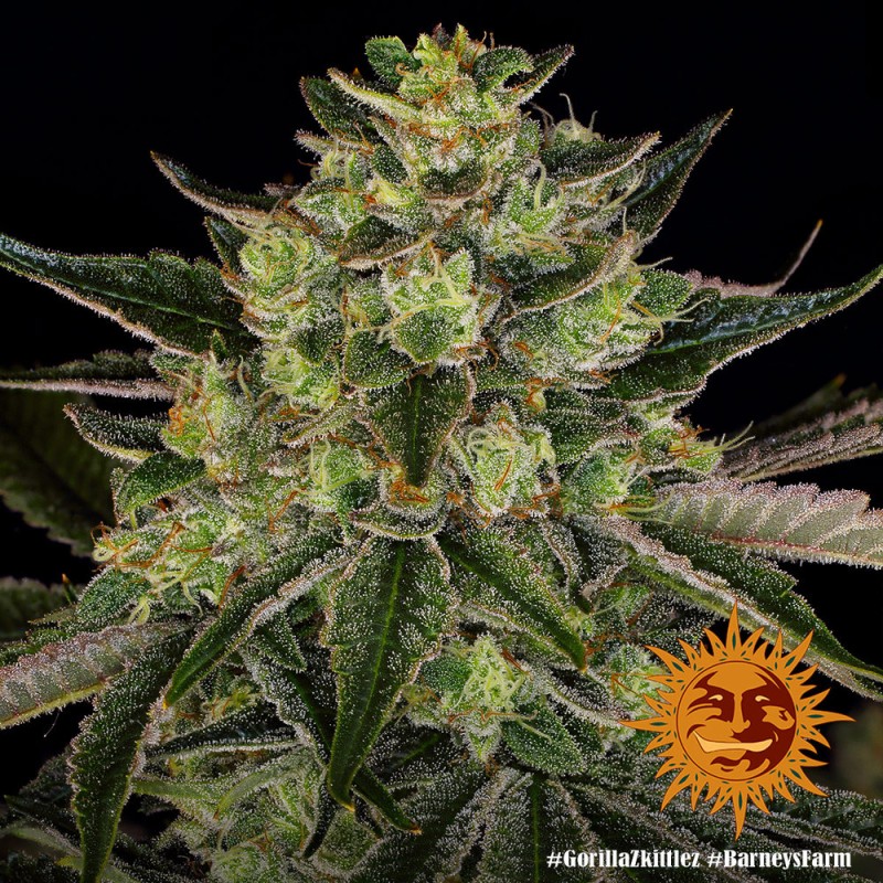 GORILLA ZKITTLEZ · Barneys Farm · graines de cannabis · Fem