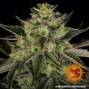 GORILLA ZKITTLEZ · Barneys Farm · graines de cannabis · Fem