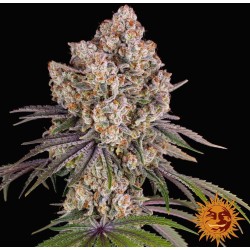 ICE CREAM CAKE · Barneys Farm · graines de cannabis · Fem