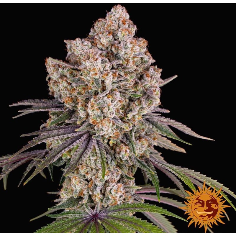 ICE CREAM CAKE · Barneys Farm · graines de cannabis · Fem