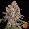 ICE CREAM CAKE · Barneys Farm · sementes de maconha · Fem
