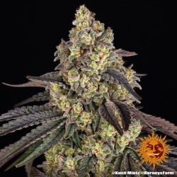 KUSH MINTZ · Barneys Farm · cannabis samen · Fem