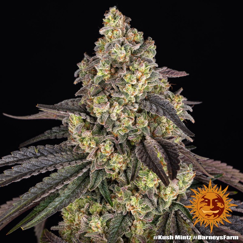 KUSH MINTZ · Barneys Farm · cannabis samen · Fem