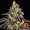 KUSH MINTZ · Barneys Farm · cannabis samen · Fem