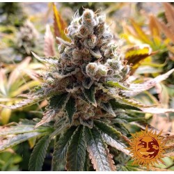 LAUGHING BUDDHA · Barneys Farm · kenevir tohum - Disi  · Fem
