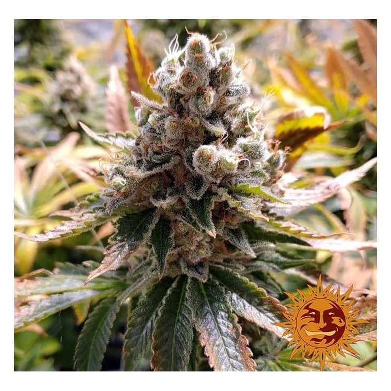LAUGHING BUDDHA · Barneys Farm · graines de cannabis · Fem