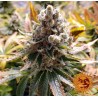 LAUGHING BUDDHA · Barneys Farm · cannabis samen · Fem