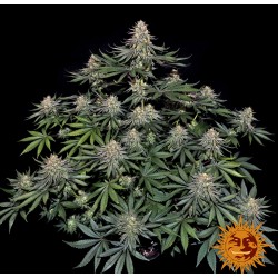 LEMON DRIZZLE · Barneys Farm  · graines de cannabis · Fem