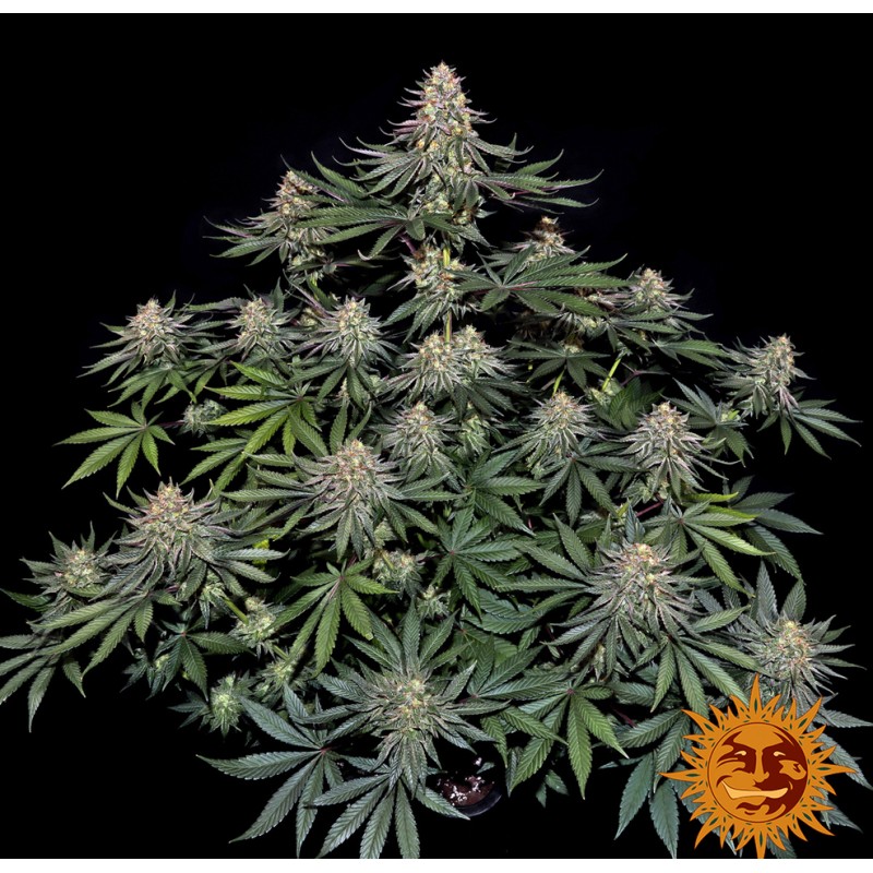 LEMON DRIZZLE · Barneys Farm · cannabis seeds · Fem