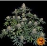 LEMON DRIZZLE · Barneys Farm  · graines de cannabis · Fem