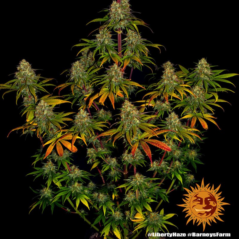 Liberty Haze : Puissance Primée et Énergie Sativa | Barney's Farm