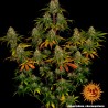 Liberty Haze: Potência Premiata e Energia Sativa | Barney's Farm