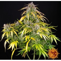 LSD AUTO· Barneys Farm ·...