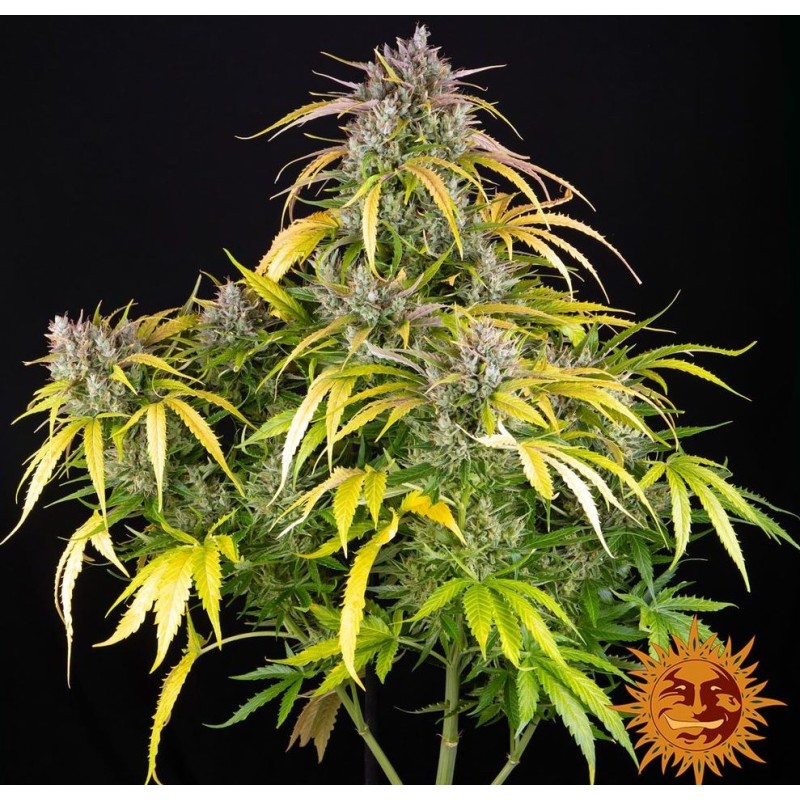 LSD AUTO· Barneys Farm · cannabis seeds · AutoFem