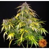 LSD AUTO · Barneys Farm · graines de cannabis  · AutoFem