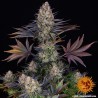 LSD Feminisierte Samen | Barney's Farm | Psychedelische Reise