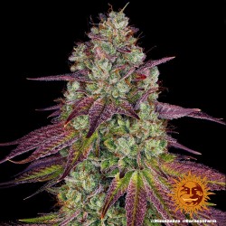 MIMOSA EVO · Barneys Farm · cannabis seeds · Fem