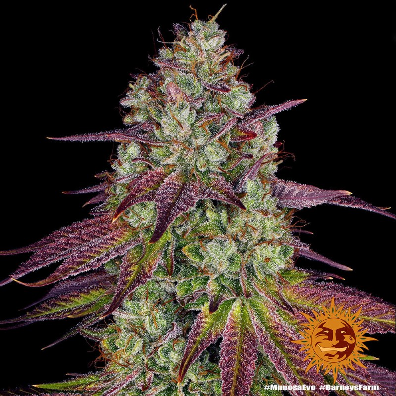 MIMOSA EVO · Barneys Farm · kenevir tohum · Disi · Fem