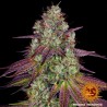 MIMOSA EVO · Barneys Farm · kenevir tohum · Disi · Fem