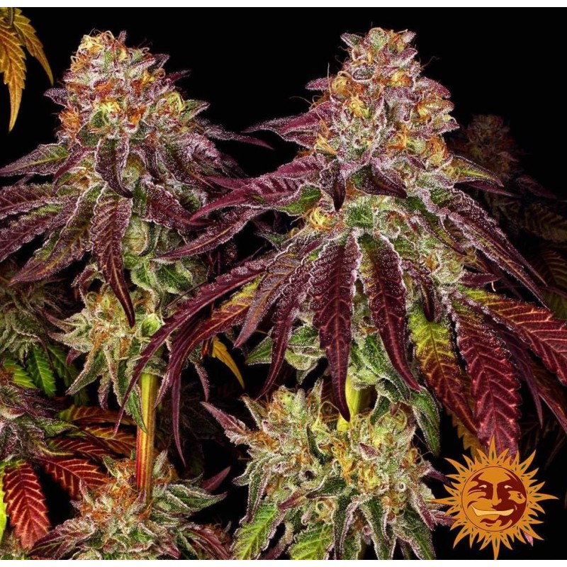 MIMOSA X ORANGE PUNCH AUTO · Barneys Farm · kenevir tohum · Disi · AutoFem