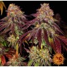 MIMOSA X ORANGE PUNCH AUTO · Barneys Farm · kenevir tohum · Disi · AutoFem