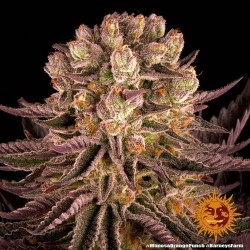 MIMOSA X ORANGE PUNCH · Barneys Farm · sementes de maconha · Fem