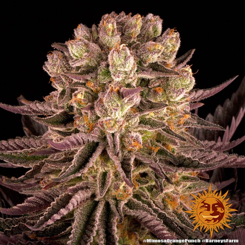 MIMOSA X ORANGE PUNCH · Barneys Farm · kaufen cannabis samen · Fem