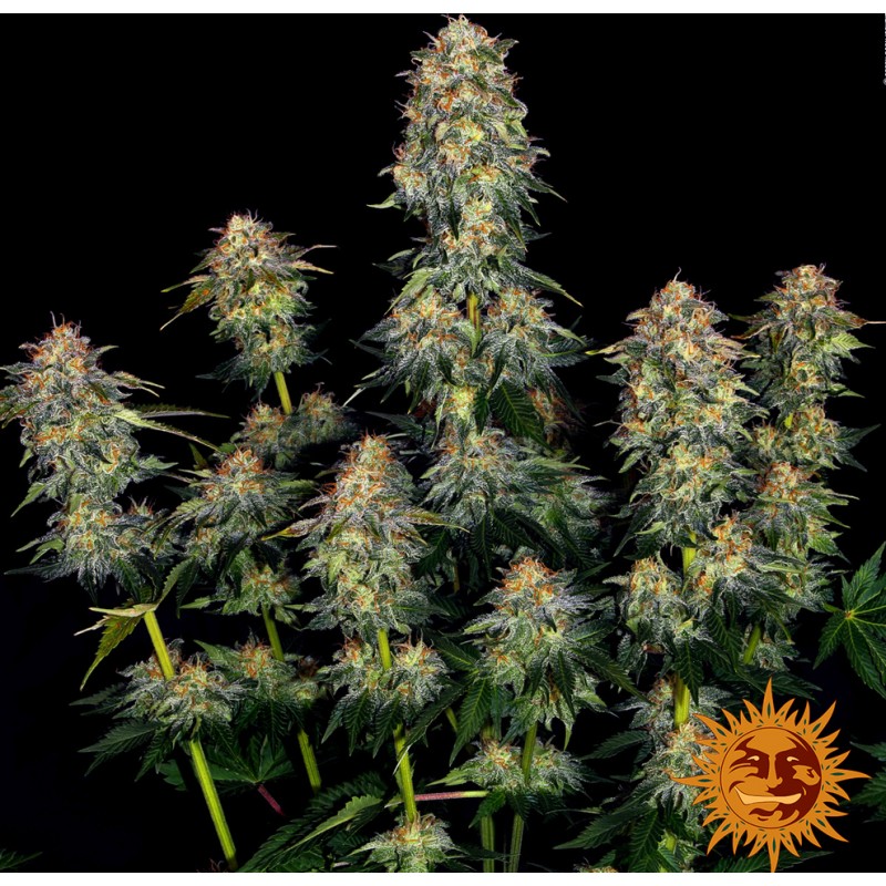 MOBY DICK AUTO  · Barneys Farm · graines de cannabis  · AutoFem
