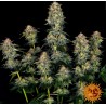 MOBY DICK AUTO · Barneys Farm · sementes de maconha · AutoFem