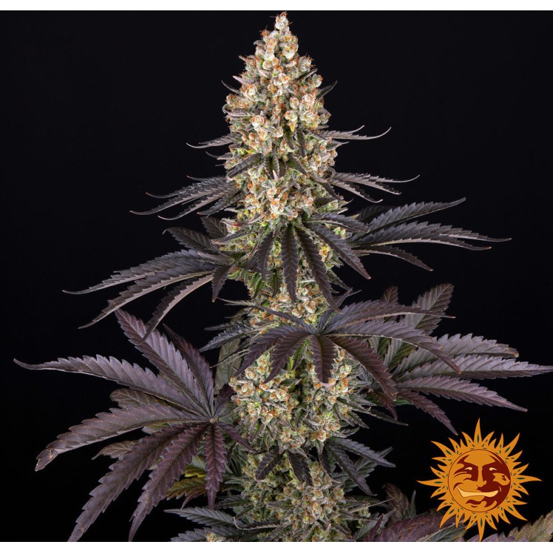 OG KUSH · Barneys Farm · kaufen cannabis samen · Fem