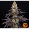 OG KUSH · Barneys Farm · sementes de maconha · Fem