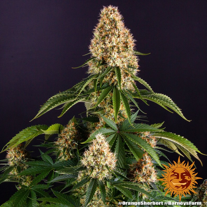 ORANGE SHERBERT · Barneys Farm · graines de cannabis · Fem