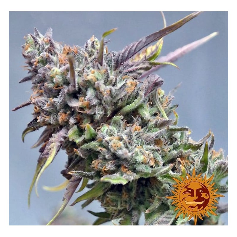PEYOTE COOKIES · Barneys Farm · cannabis samen · Fem