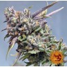 PEYOTE COOKIES · Barneys Farm · cannabis samen · Fem