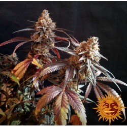 PEYOTE CRITICAL · Barneys Farm · graines de cannabis   · Fem