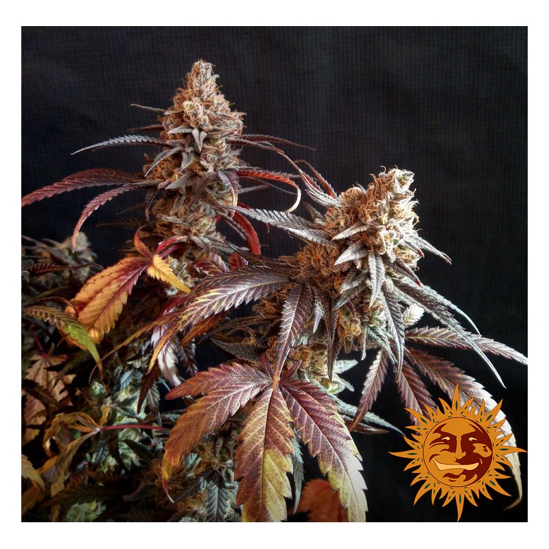 PEYOTE CRITICAL · Barneys Farm · kenevir tohum - disi  · Fem