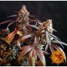 PEYOTE CRITICAL · Barneys Farm · kenevir tohum - disi  · Fem