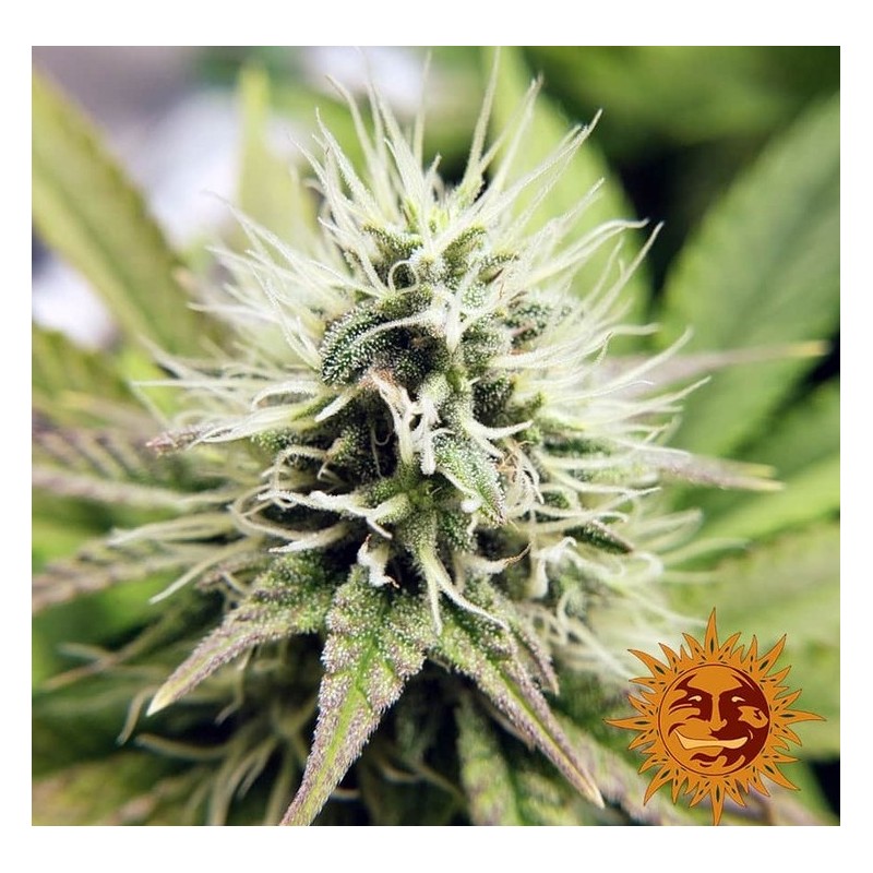 PINEAPPLE CHUNK · Barneys Farm · graines de cannabis · Fem