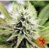 PINEAPPLE CHUNK · Barneys Farm · graines de cannabis · Fem