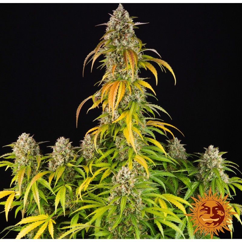 PINEAPPLE EXPRESS AUTO · Barneys Farm· kenevir tohum · Disi · AutoFem