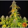 PINEAPPLE EXPRESS AUTO · Barneys Farm· kenevir tohum · Disi · AutoFem