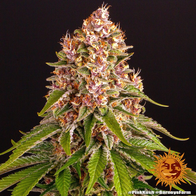 PINK KUSH · Barneys Farm · graines de cannabis · Fem