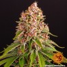 PINK KUSH · Barneys Farm · sementes de maconha · Fem