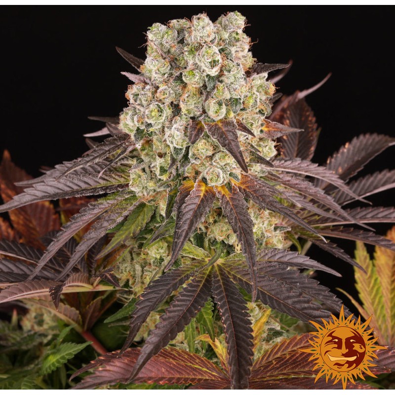 PURPLE PUNCH  X LEMON DRIZZLE · Barneys Farm · graines de cannabis · Fem