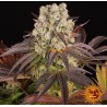 PURPLE PUNCH  X LEMON DRIZZLE · Barneys Farm · graines de cannabis · Fem