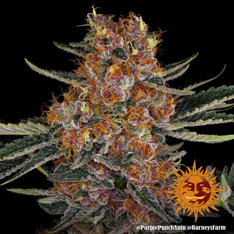 PURPLE PUNCH AUTO · Barneys Farm · cannabis seeds · AutoFem