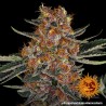 PURPLE PUNCH AUTO · Barneys Farm · graines de cannabis · AutoFem