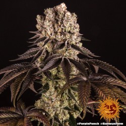PURPLE PUNCH · Barneys Farm · cannabis seeds · Fem